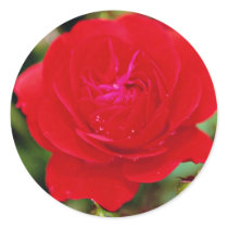 Floribunda 'Showbiz' White flowers Sticker