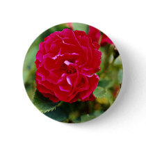 Floribunda White flowers Pins