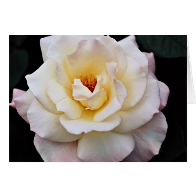 Floribunda White flowers Greeting Cards by blueyellowtube
