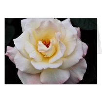 Floribunda White flowers Greeting Cards