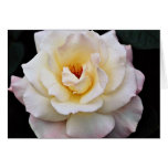 Floribunda White flowers cards