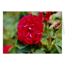 Floribunda White flowers Greeting Cards
