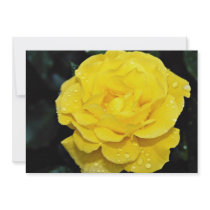 Floribunda White flowers Announcements