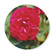 Floribunda White flowers Fridge Magnets