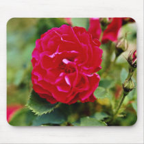Floribunda White flowers Mouse Pad