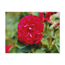 Floribunda White flowers Postcard