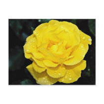 Floribunda White flowers Post Card