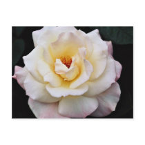 Floribunda White flowers Postcard