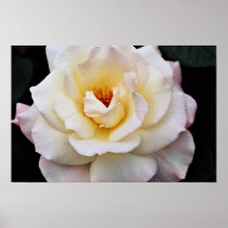 Floribunda White flowers Print