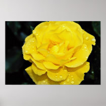 Floribunda White flowers Print