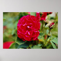 Floribunda White flowers Posters