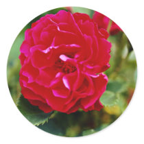 Floribunda White flowers Sticker