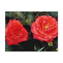Floribunda Yellow flowers Post Cards