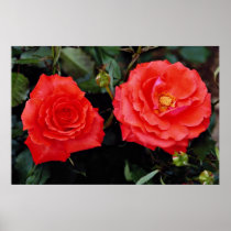 Floribunda Yellow flowers Poster