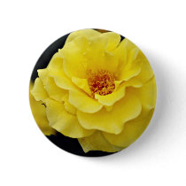 Floribunda, yellow White flowers Buttons