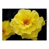 Floribunda, yellow White flowers Card