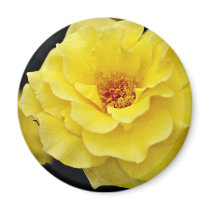 Floribunda, yellow White flowers Refrigerator Magnet
