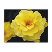Floribunda, yellow White flowers Postcard