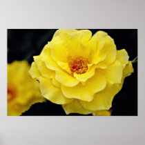 Floribunda, yellow White flowers Poster