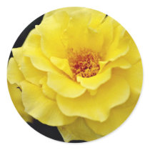 Floribunda, yellow White flowers Sticker