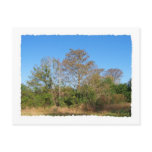 Florida Bald Cypress scene in a swamp Postcard