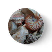 Florida Beach shells Pins