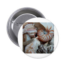 Florida Beach shells Buttons
