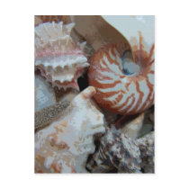 Florida Beach shells Postcards
