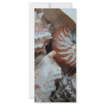 Florida Beach shells Rack Card Design