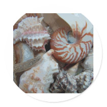 Florida Beach shells Sticker