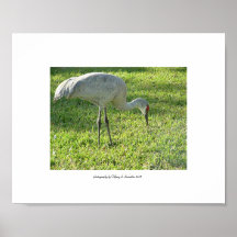 Florida Bird Posters