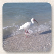 Florida birds coasters