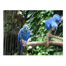 florida birds postcard
