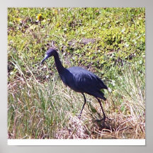 Florida Blue Heron Poster