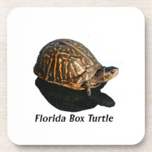 Florida Box turtle Photograph w Text Coasters