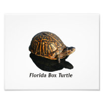 Florida Box turtle Photograph w Text