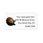 Florida Box turtle Photograph with Shadow Cutout Personalized Address Labels