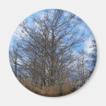 Florida Cypress winter scene swamp blue sky Fridge Magnets