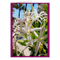 Florida exotic greeting cards