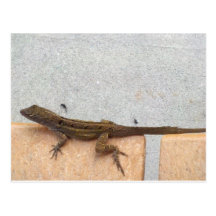 Florida Geko Post Card