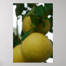 Florida Grapefruit Tree Poster