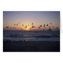 Florida Gulf Coast Sunset and Seagulls Card