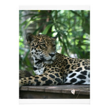 Florida Jaguar looking back lying down Invite