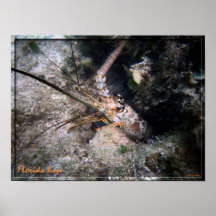 Florida Keys Lobster Poster