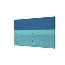 Florida Keys Pelicans