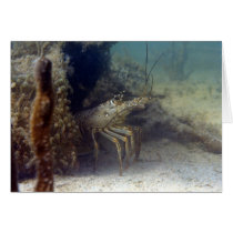 Florida Lobster Greeting Cards