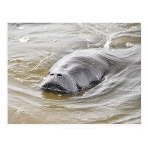 Florida Manatee Ormond Beach Postcard postcards