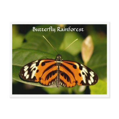 Florida Museum  Butterfly Rainforest Postcard by LoveandSerenity
