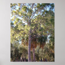 Florida Palm Posters