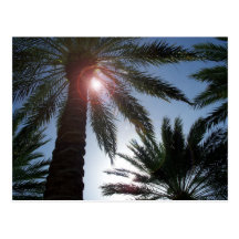 Florida Palm Trees in the Sun Post card